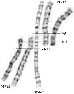 HSA2 Chromosome
