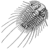  Trilobite 